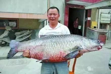 青鱼国产免费视频,青鱼魅力绽放，带你领略水下风情